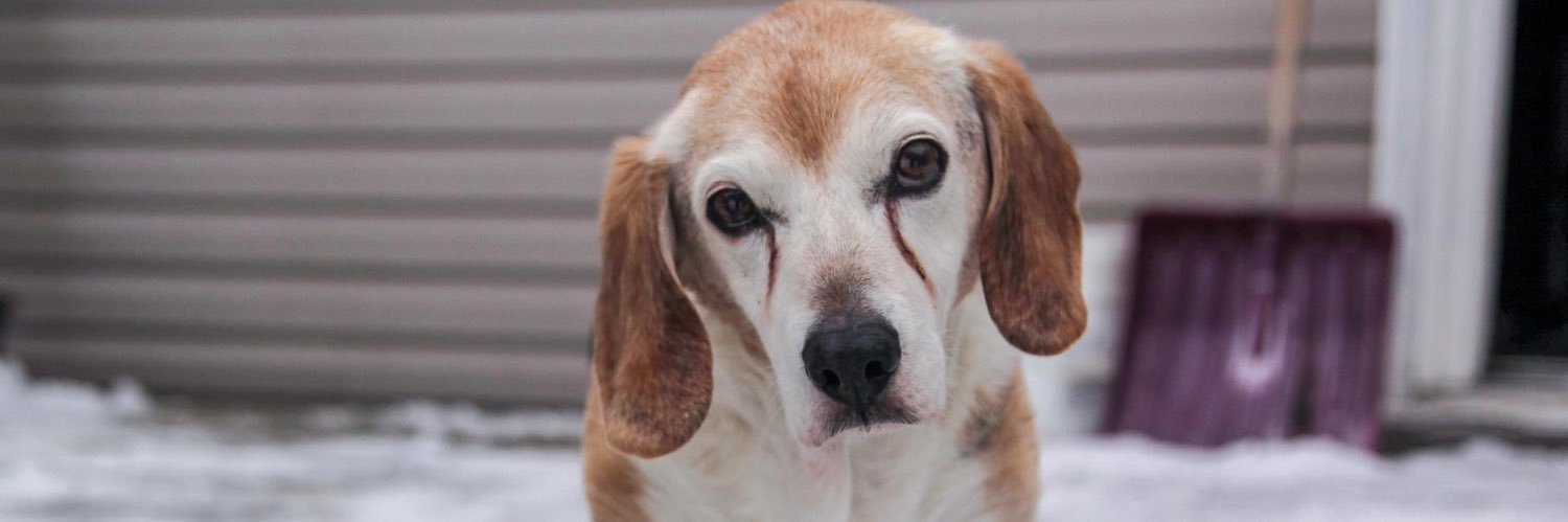 Beagle Paws Rescue banner