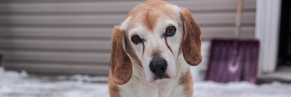 BeaglePaws Profile Banner
