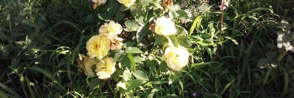 pennysmith3013 Profile Banner
