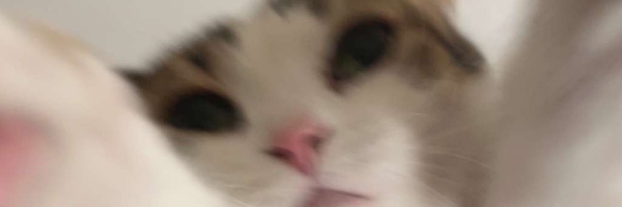 steevelamer's profile banner image