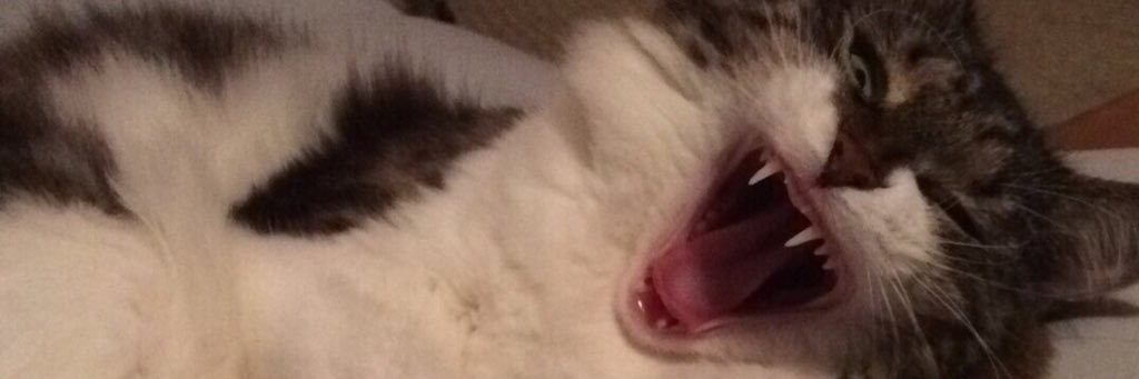 PinkParanoiac's profile banner image