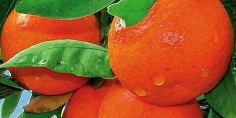 Sheikh_Tahir's profile banner image