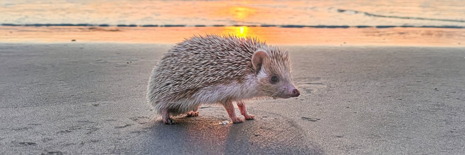 suchchinchilla's profile banner image