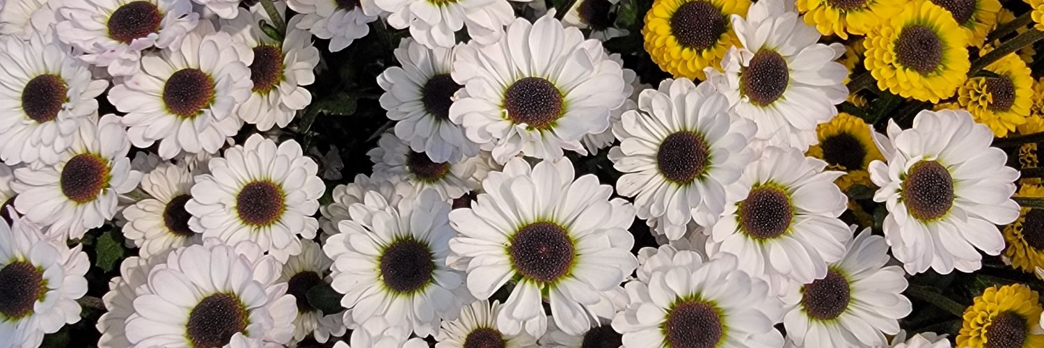 gmaruko70's profile banner image
