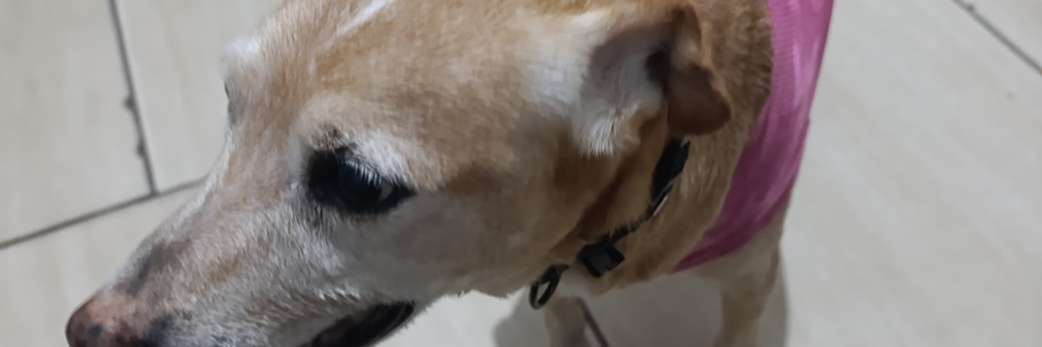 RodrygoKo's profile banner image