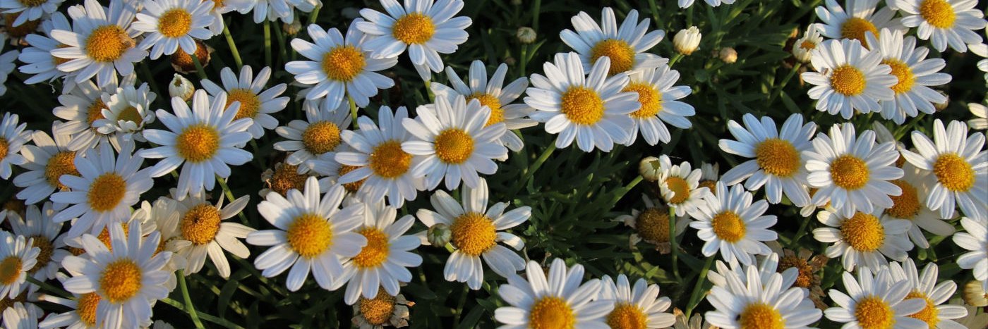 HomeopathyWorld's profile banner image