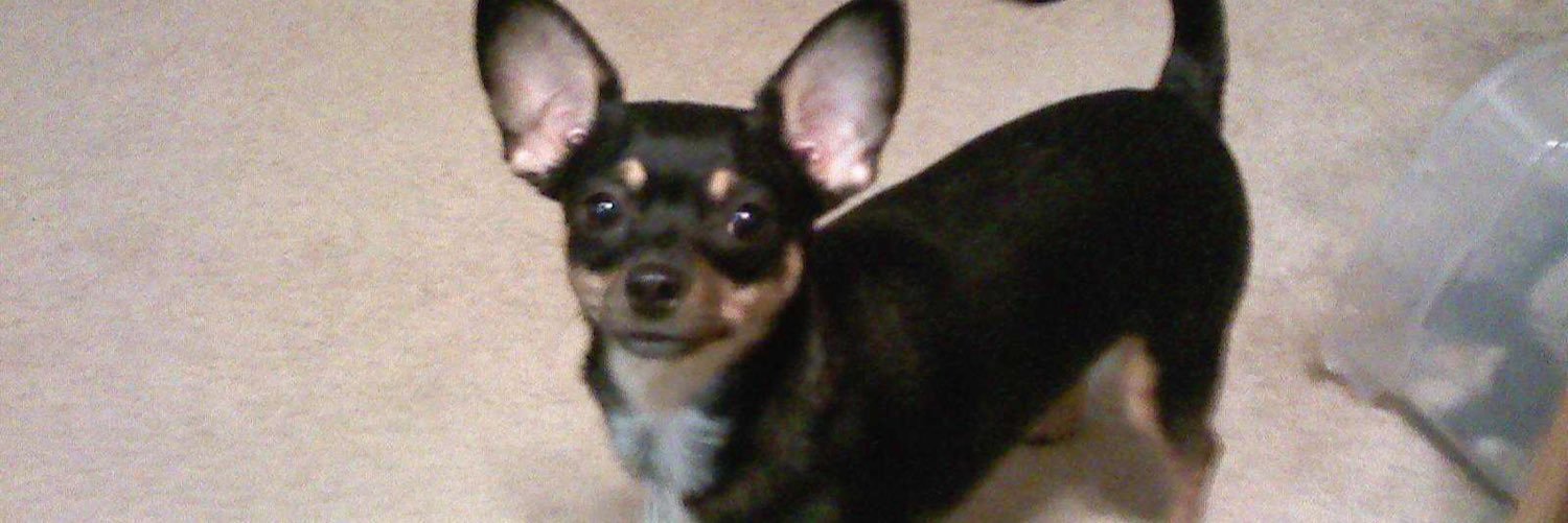 karenintulsa's profile banner image