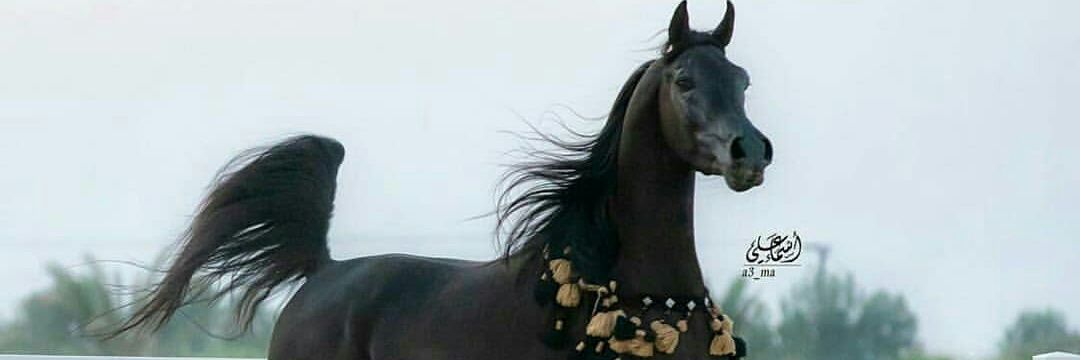 qhhuu210's profile banner image