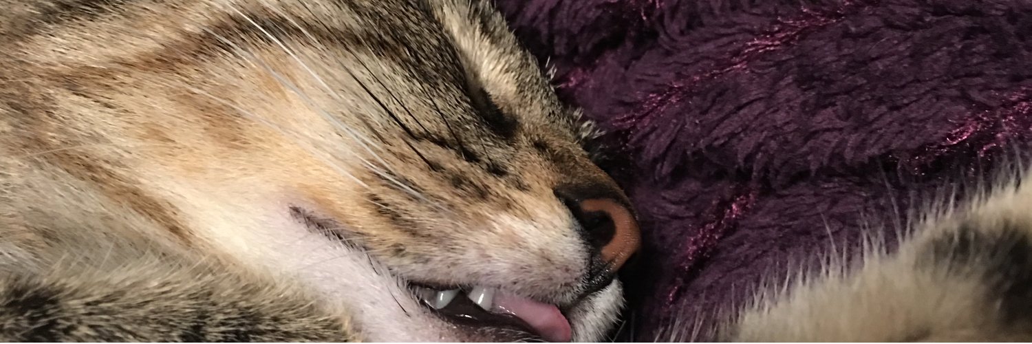 ElsocT's profile banner image