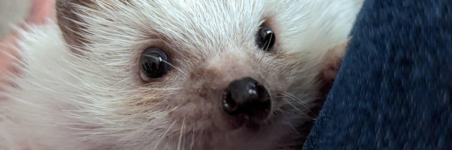 umsys_'s profile banner image