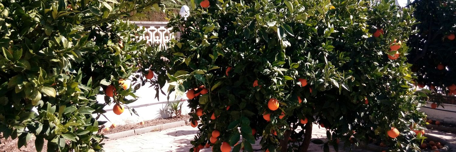 Vitaminas_Cs's profile banner image