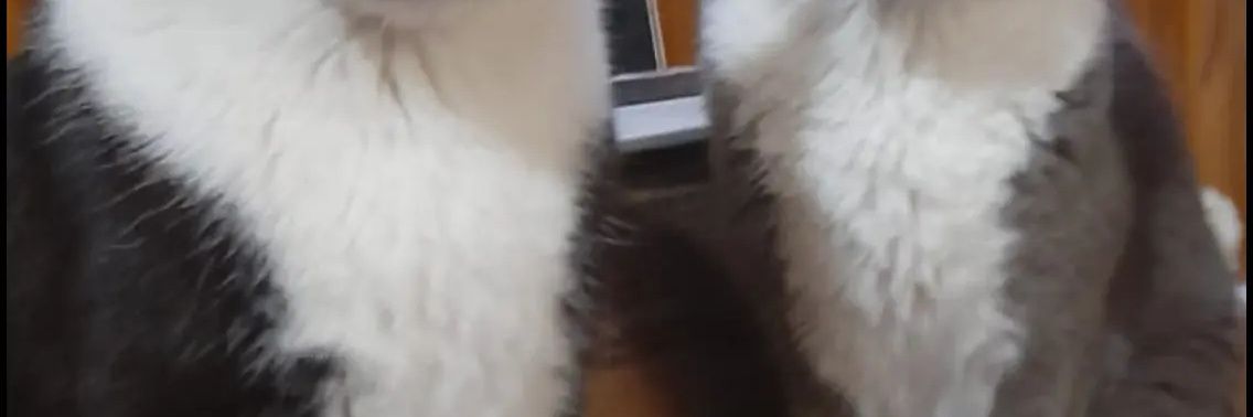 dededotti's profile banner image