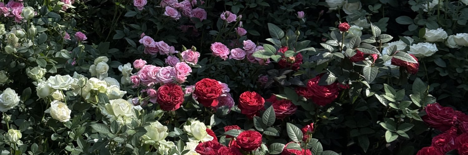 findyourdaisy's profile banner image