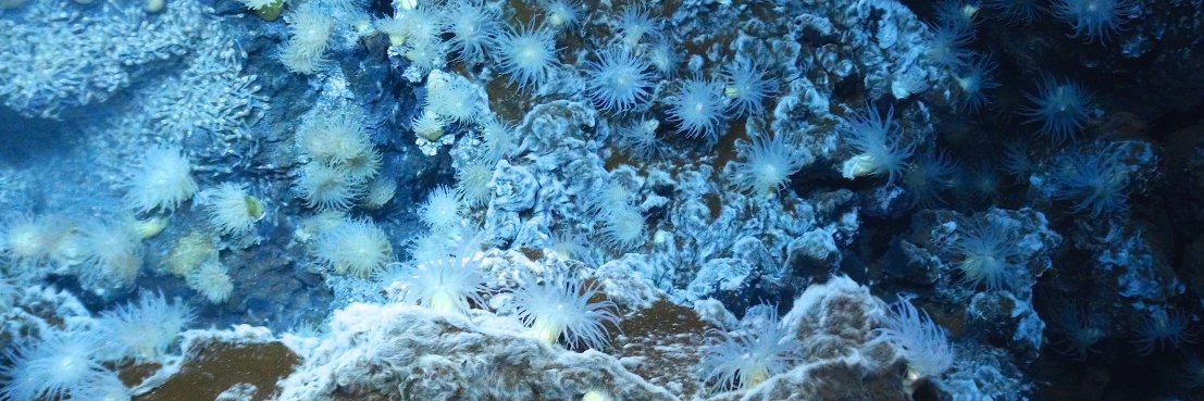 Deep-Sea Biology Society banner