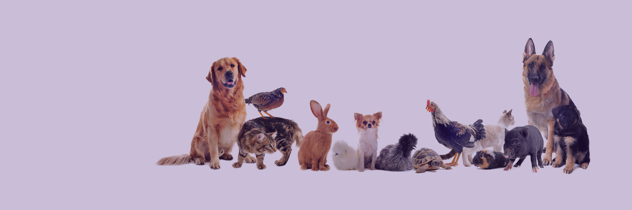 cambridgepets's profile banner image