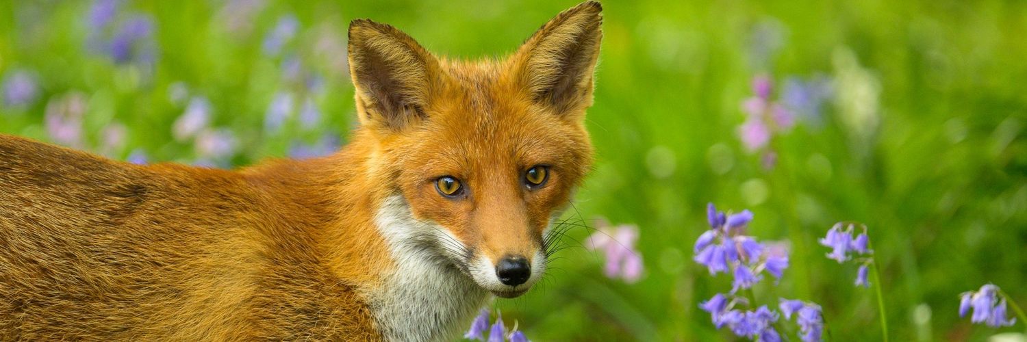 AnimalLiberation&HumanLiberation✊️✊️✊️✊️ banner