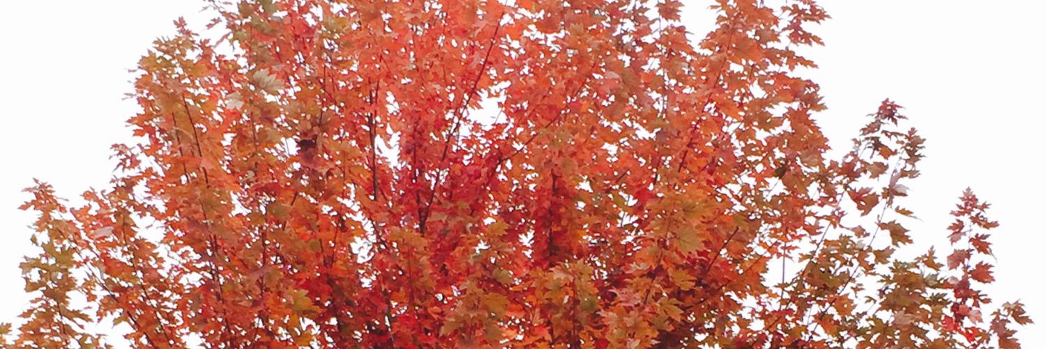 paigecornejo's profile banner image