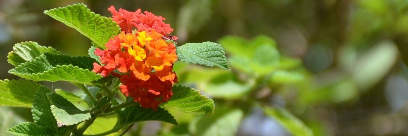 aahishbalimane's profile banner image