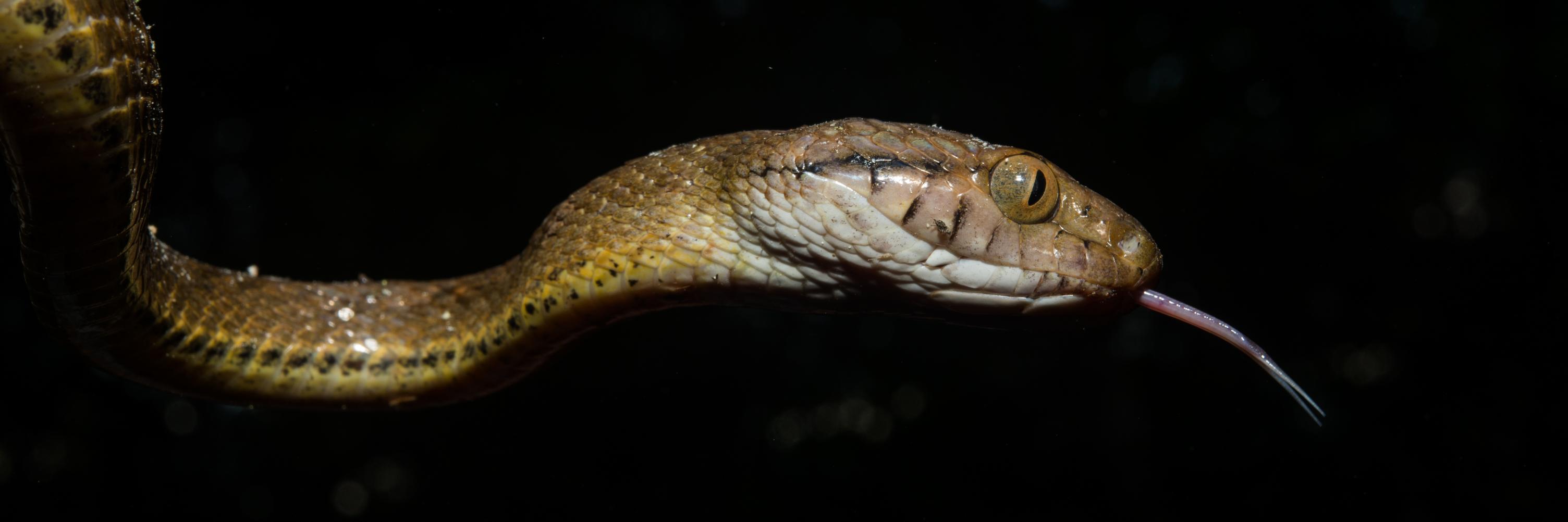 Alex Slavenko banner