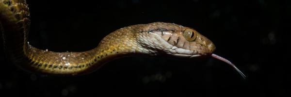 AlexSlavenko Profile Banner