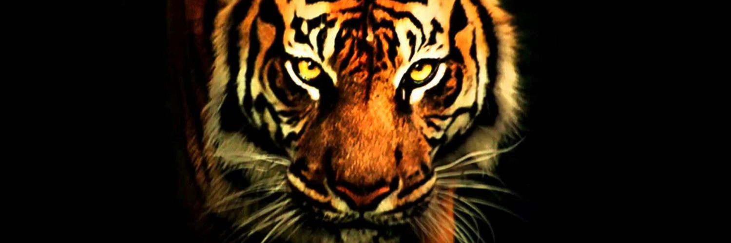 ShokiRaaj's profile banner image
