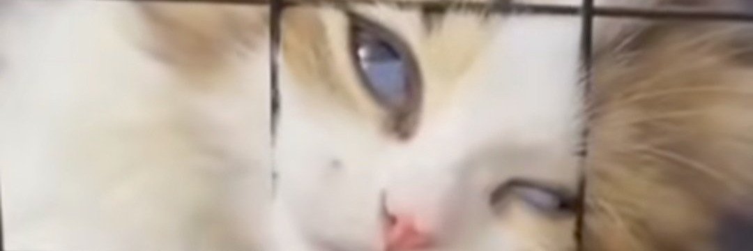 wickedvagrant's profile banner image