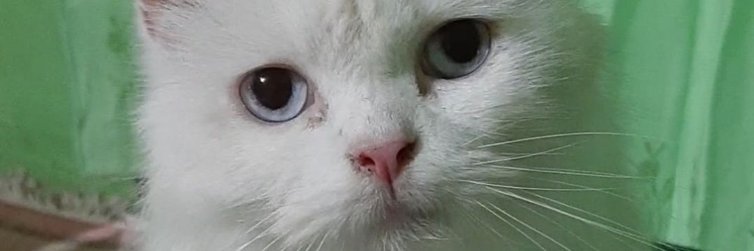 megaclaudy's profile banner image