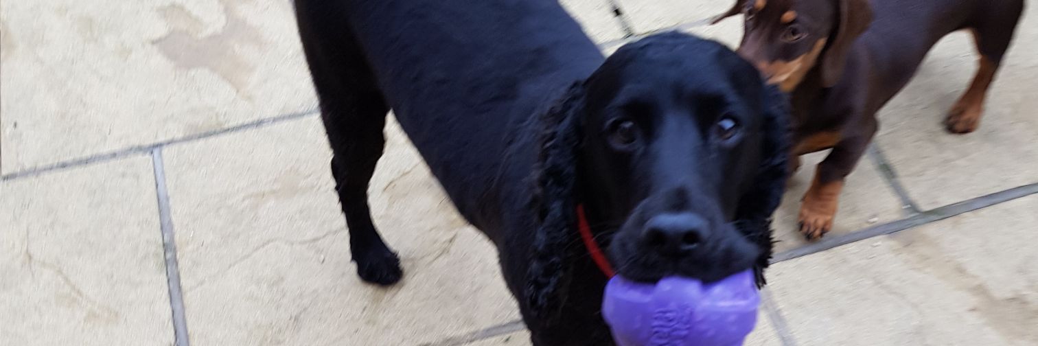 GeggerzTV's profile banner image