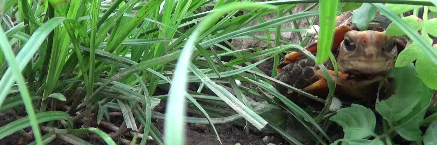 _NatureChannel's profile banner image