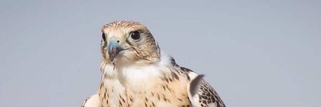 omani223344's profile banner image