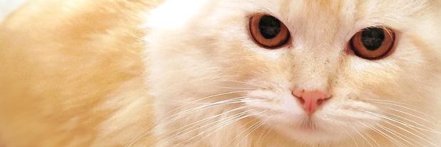 FerdieJay's profile banner image