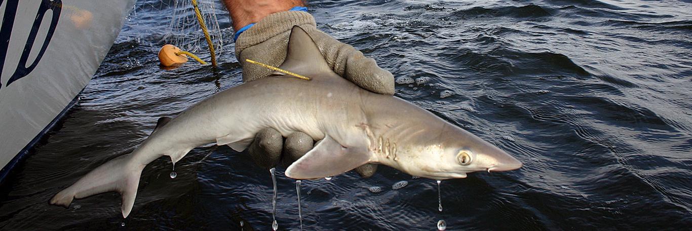 USM Shark Research banner