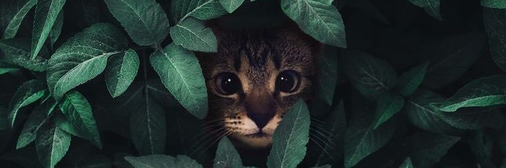 IMatneer's profile banner image