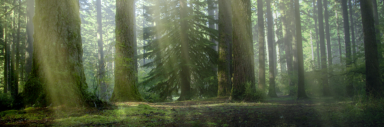 TheTortoise's profile banner image