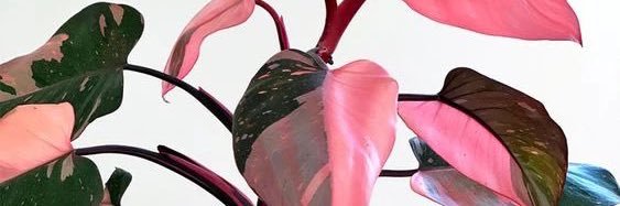Camilo_E_C's profile banner image