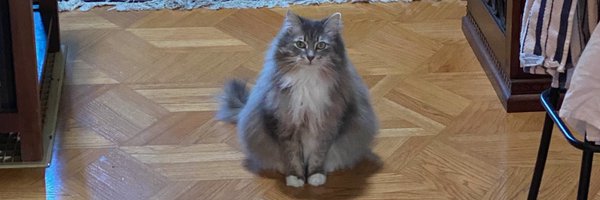 wilshipley Profile Banner