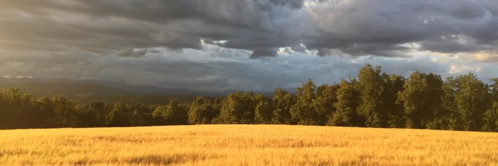 rosaplans's profile banner image