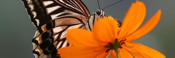 HelloahE Profile Banner