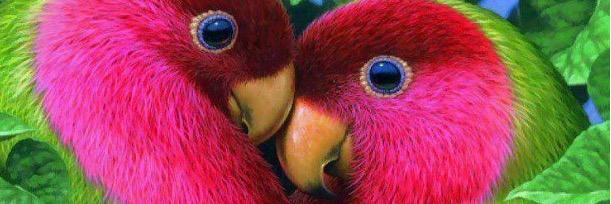 Jennifer Lavallee banner