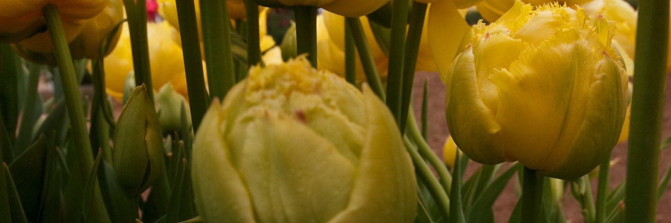 rxrhouse's profile banner image