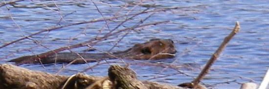 Wild Algoma 🇨🇦 banner