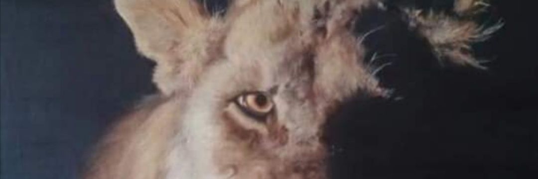 PiaCRoth's profile banner image