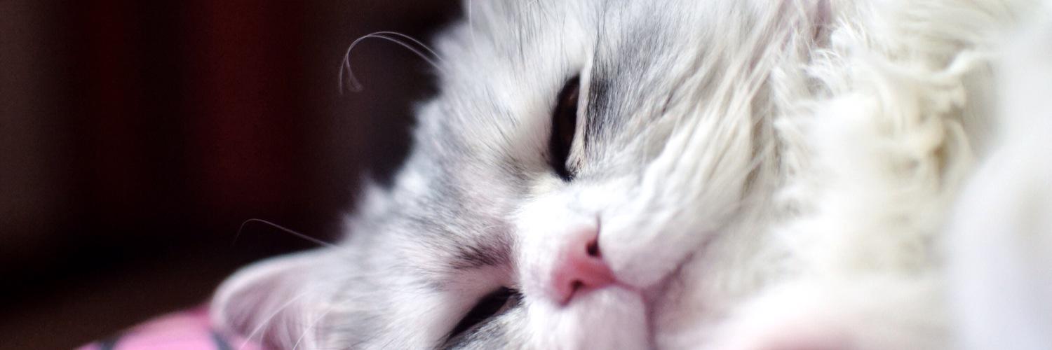 atinmeoww's profile banner image