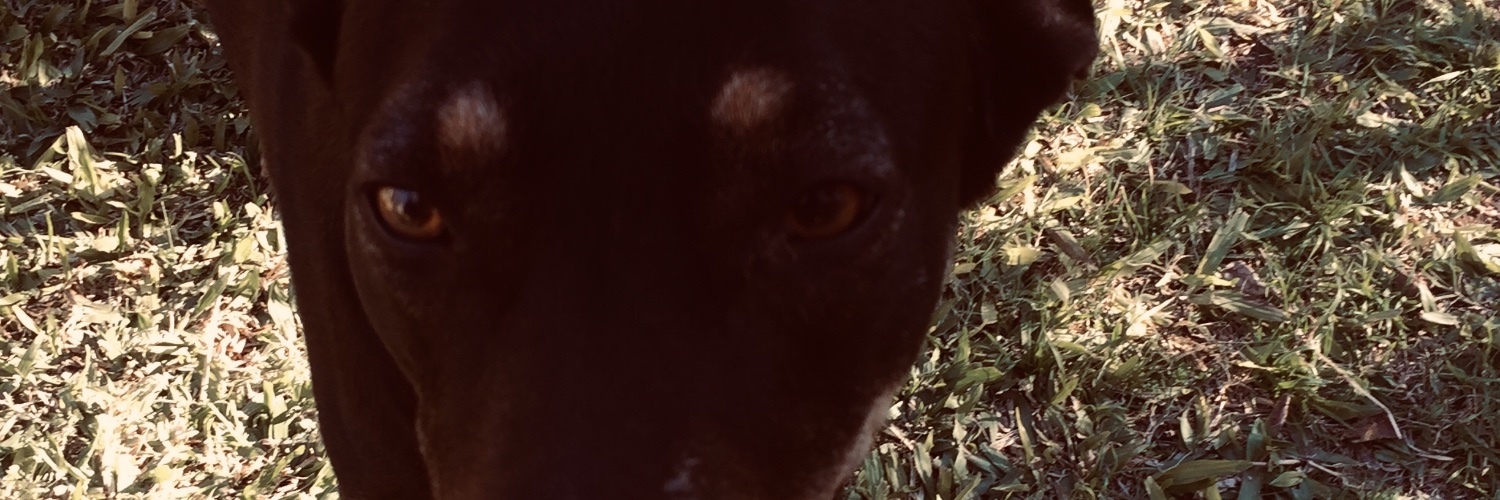 Cellii_15's profile banner image