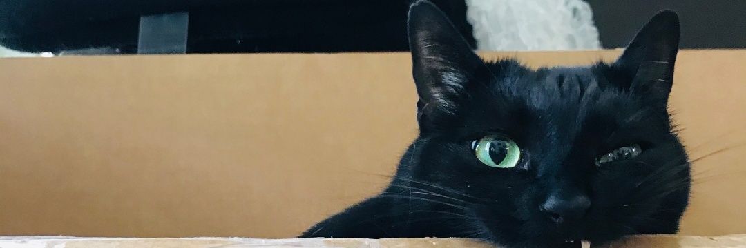 🎇🎄T1 Fin 🎄🎇 banner