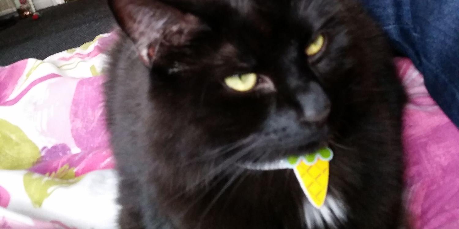 MoreFishBitch's profile banner image