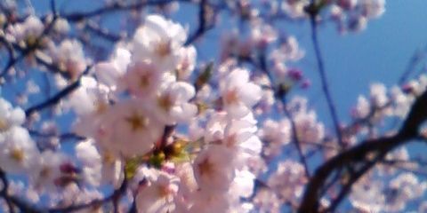CielRose33's profile banner image