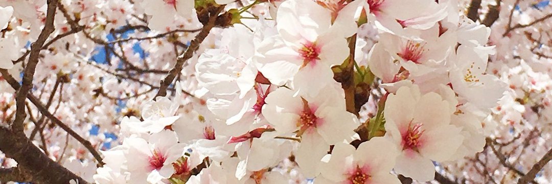 witch_lilly's profile banner image