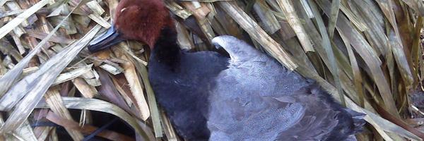 tallywingwacker Profile Banner