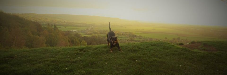 GreenAttackDog's profile banner image